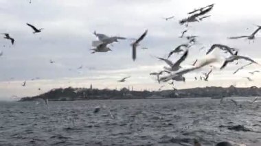 İstanbul manzaralı. İstanbul 'un martıları ve şehirleri. Türkiye arkaplan 4k video seyahat.