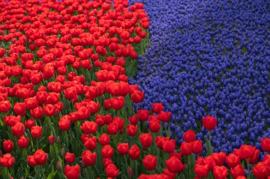 Kırmızı laleler ve sümbüller. Bahar çiçeği konsepti fotoğrafı. İstanbul 'daki Emirgan Parkı.