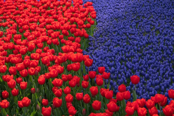 Tulipas Vermelhas Jacintos Primavera Flor Conceito Foto Parque Emirgan Istambul — Fotografia de Stock