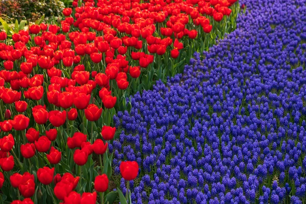 Czerwone Tulipany Hiacynty Winogronowe Park Emirgan Kwietniu Wiosenny Kwiat Tła — Zdjęcie stockowe
