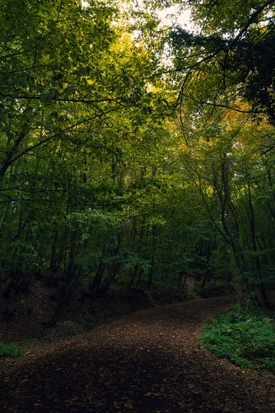 Caminho Com Folhas Caídas Exuberante Floresta Vista Floresta Temperamental Trilha — Fotografia de Stock