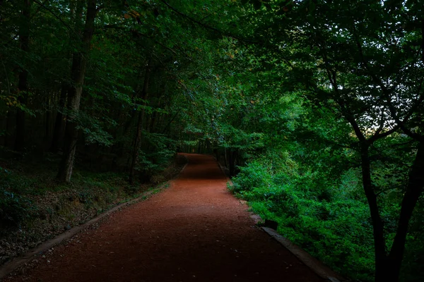 Moody Waldblick Ein Wanderweg Üppigen Wald Wandern Oder Joggen Öffentlichen — Stockfoto