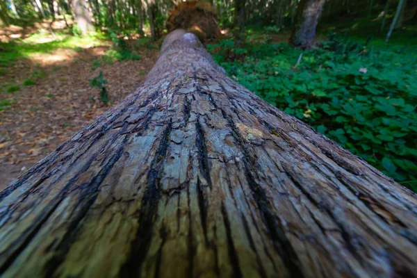 Tronco Árvore Vista Ângulo Largo Uma Árvore Morta Chão Floresta — Fotografia de Stock