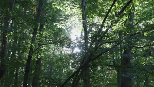 Ліс Сонячне Світло Карбон Нуль Концепт Відео Earth Day World — стокове відео
