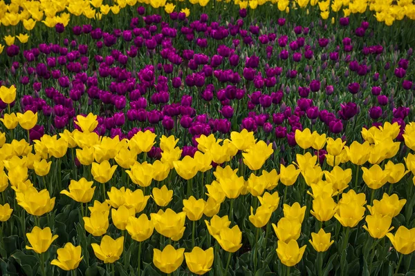 Żółte Fioletowe Tulipany Parku Kwiecień Kwiaty Tło Zdjęcie Kwiat Wiosenny — Zdjęcie stockowe