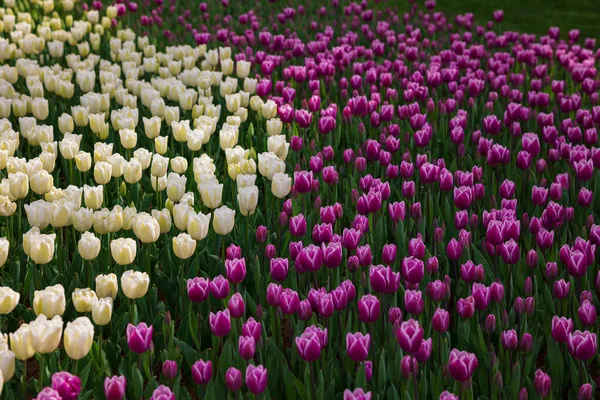 Tulipany Parku Kwiecień Kwiaty Pełnym Widoku Ramki Tulipany Białe Fioletowe — Zdjęcie stockowe