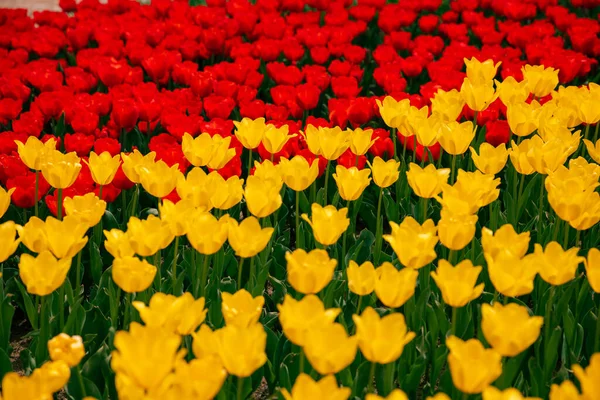 Żółte Czerwone Tulipany Pełnym Widoku Ramki Wiosenny Kwiat Tła Zdjęcie — Zdjęcie stockowe