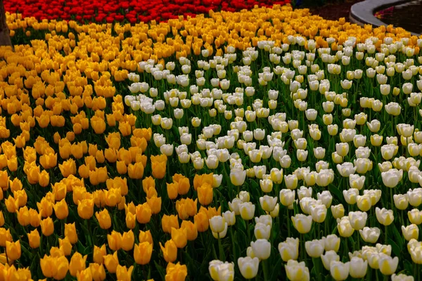 Różne Tulipany Parku Wiosenny Kwiat Tła Zdjęcie Emirgan Park Stambule — Zdjęcie stockowe
