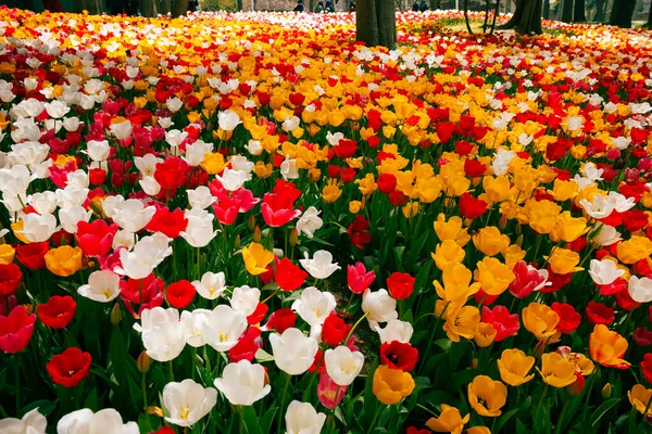 Kwiecień Kwiaty Tulipany Parku Wiosenny Kwiat Tła Zdjęcie Ogrodnictwo Lub — Zdjęcie stockowe