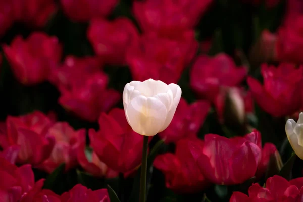 Tulipán Blanco Foco Tulipanes Rojos Rosados Fondo Fondo Flores Primavera — Foto de Stock