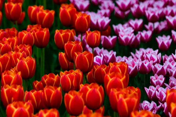 Pomarańczowe Fioletowe Tulipany Pełnym Widoku Ramki Wiosna Kwiaty Tło Zdjęcie — Zdjęcie stockowe