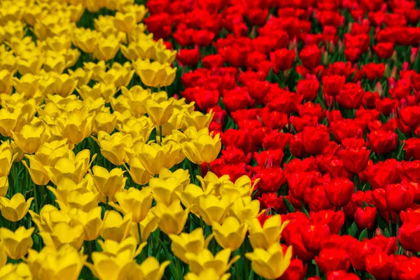 Czerwone Żółte Tulipany Wiosna Kwiaty Tło Zdjęcie Architektura Krajobrazu Koncepcja — Zdjęcie stockowe