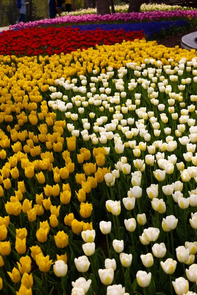 Тюльпаны Парке Апрельские Цветы Вертикальном Фоне Парк Эмирган Стамбуле — стоковое фото