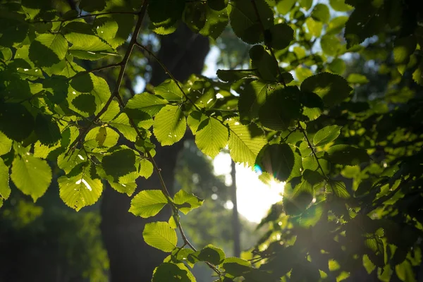 stock image Green leaves and sunlight. Carbon neutrality background photo. Earth Day or World Environment Day concept photo.