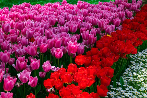 Украшение Цветами Парке Тюльпаны Маргаритки Фотография Фоне Весеннего Цветения — стоковое фото