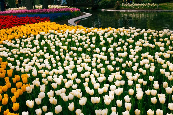 Różne Kolorowe Tulipany Parku Stawem Wiosna Kwiaty Tło Zdjęcie Emirgan — Zdjęcie stockowe