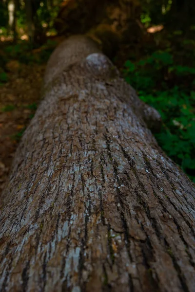 Baumstamm Fokus Vertikaler Ansicht Ein Toter Baum Auf Dem Waldboden — Stockfoto