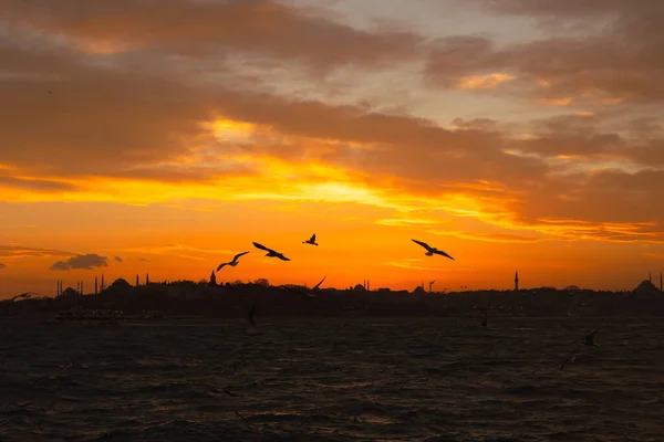 Silhuett Istanbul Måsar Och Istanbul Utsikt Vid Solnedgången — Stockfoto