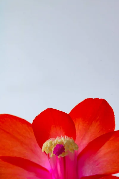 Weihnachtskaktusblüte Mit Blütenblättern Und Staubgefäßen Und Filament Fokus Schlumbergera Bridgesii — Stockfoto