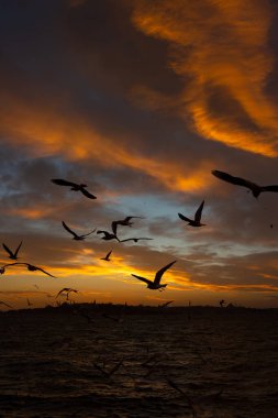 İstanbul 'da gün batımında martılar ve dramatik gökyüzü görülür. İstanbul dikey arkaplan fotoğrafına git.