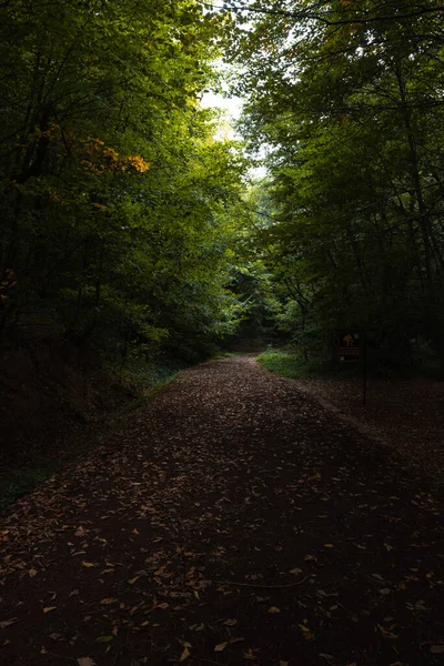 Vista Floresta Temperamental Caminho Floresta Outono Trilha Misteriosa Parque — Fotografia de Stock