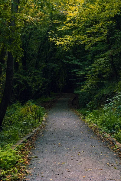 Sentiero Nella Foresta Che Buio Foto Verticale Vista Foresta Spaventoso — Foto Stock