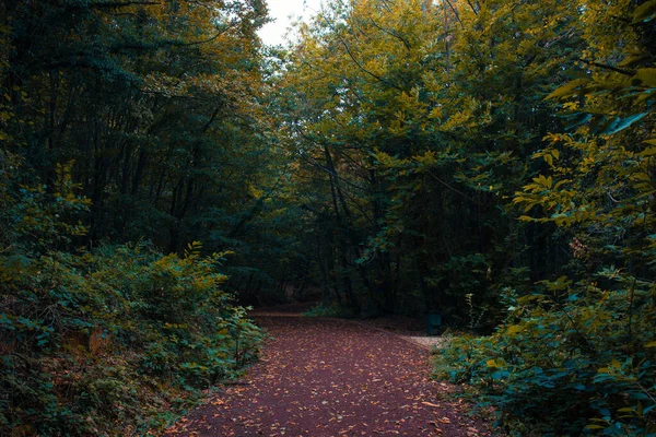 秋の森の中の道 秋のムーディーの森の景色 — ストック写真