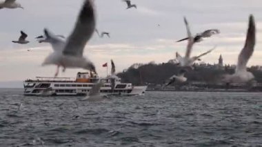 4K görüntülerinde martılar, feribot ve tarihi yarımadayla İstanbul manzarası. İstanbul Türkiye - 1.18.2023