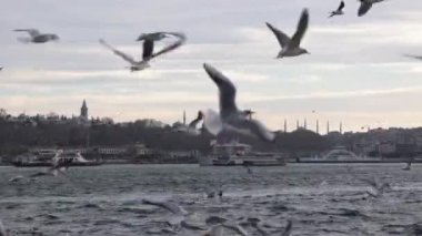 Martılar ve İstanbul. İstanbul arka plan 4k video seyahat. İstanbul Türkiye - 1.18.2023