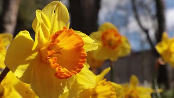 Żonkil Lub Narcyz Pomarańczowy Postęp Kołysząc Się Wietrze Wiosna Kwiaty — Wideo stockowe