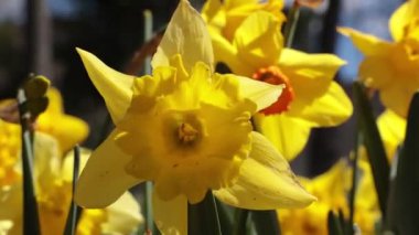 Rüzgarda sallanan nergisler ya da narsisler. Bahar çiçekleri 4k video.