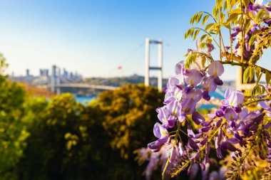 Arka planda, Wisteria çiçekleri ve İstanbul şehir manzarası var. İstanbul 'da ilkbahar.