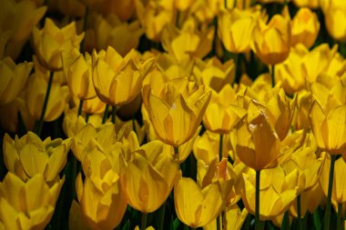 Sarı laleler tam çerçeve görünümünde. Bahar çiçeği arkaplan fotoğrafı.