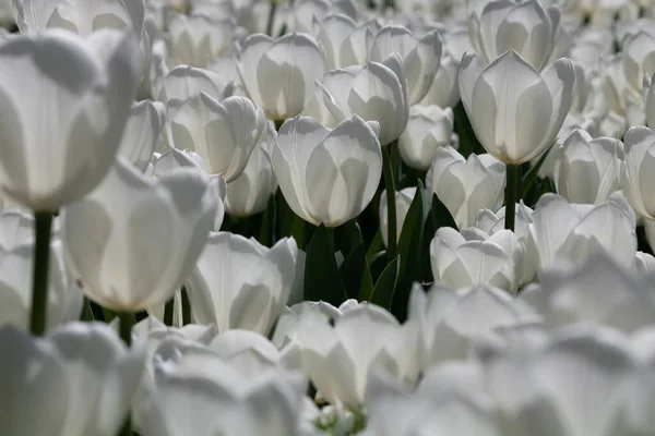 Białe Tulipany Pełnym Widoku Ramki Kwiecień Kwiaty Tło Zdjęcie — Zdjęcie stockowe