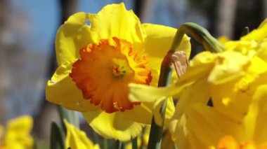 4K videosunda nergis ya da nergis rüzgarda savruluyor. Bahar çiçekleri görüntüleri.