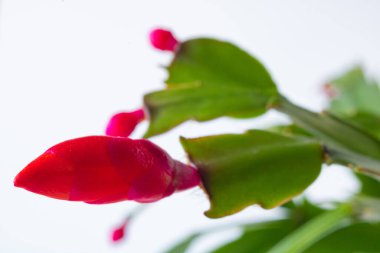 Yılbaşı kaktüsü veya Schlumbergera bridgesii odak noktasında. Bir çiçeğin makro görünümü.