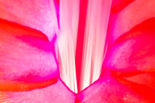 Macro view of Christmas Cactus filament. Flower anatomy. Schlumbergera Bridgesii in focus.