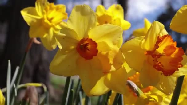 Swaying Daffodils Narcissus 비디오에 초점을 맞춘다 — 비디오