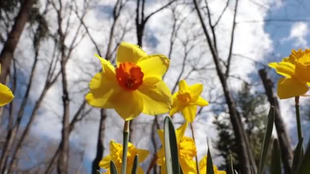 Żonkile Albo Narcyz Kołyszący Się Lub Kołyszący Wietrze Wiosna Kwiaty — Wideo stockowe