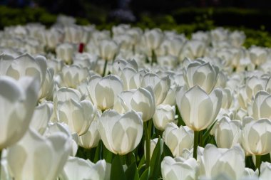 Parkta, tarlada ya da bahçede laleler. Nisan çiçekli arka plan fotoğrafı. Bahar çiçeği kavramı.