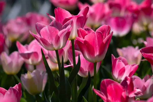 Tulipes Roses Évidence Avril Fleurs Photo Fond Concept Fleur Printemps — Photo