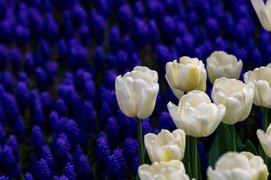 Üzümlü sümbüllerin arka planına odaklanan beyaz laleler. Bahar çiçekleri arkaplan fotoğrafı.