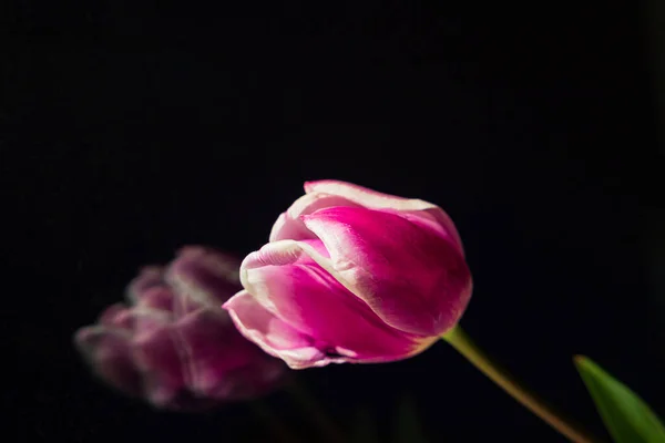 鏡やガラスや窓にフォーカスし 反射する単一のピンクのチューリップ 春の花の背景写真テキストのためのコピースペース — ストック写真