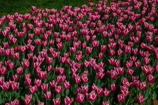 Różowe Pole Tulipanów Góry Widok Wiosenne Kwiaty Tło Zdjęcie Tulipany — Zdjęcie stockowe