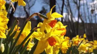 Rüzgarda sallanan nergisler 4K görüntüleri. Bahar çiçeği konsepti videosu. Biyolojik çeşitlilik kavramı.