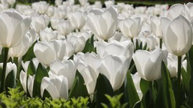 Sallanan beyaz laleler. Bahar çiçekleri 4K videosu. Nisan çiçekleri arkaplan görüntüleri.