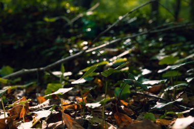 Küçük bitkiler ve güneş ışığı. Biyolojik çeşitlilik konsepti fotoğrafı. Karbon ağ sıfır veya karbon nötr arkaplan fotoğrafı.