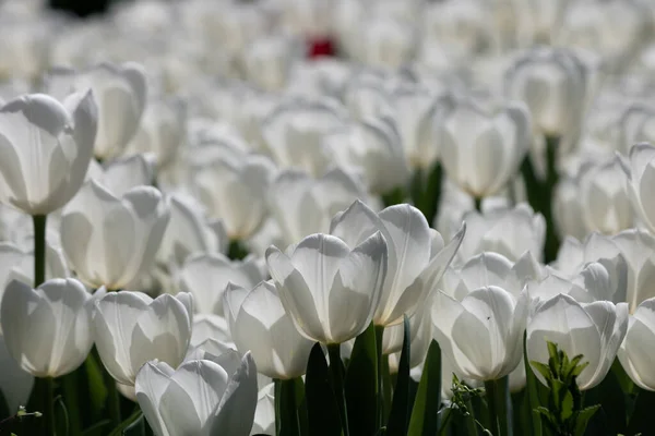 Weiße Tulpen Vollbild Ansicht Frühling Blumen Hintergrundbild Aprilblütenkonzept — Stockfoto