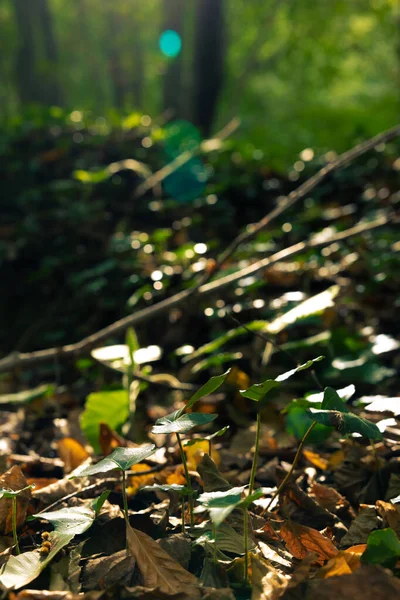 Kleine Pflanzen Auf Dem Waldboden Fokus Vertikales Foto Der Biodiversität — Stockfoto