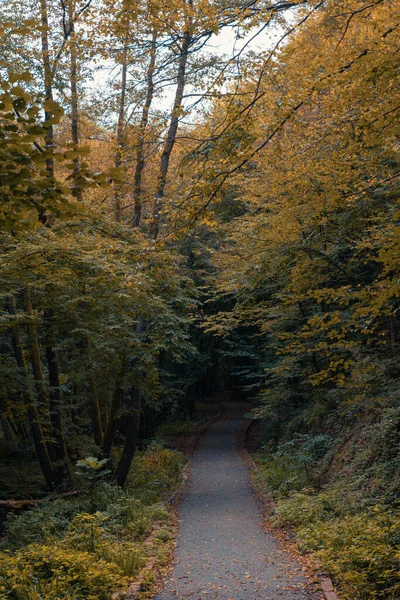 秋の森の中の道 暗い森へのウォーキングやハイキングコース — ストック写真